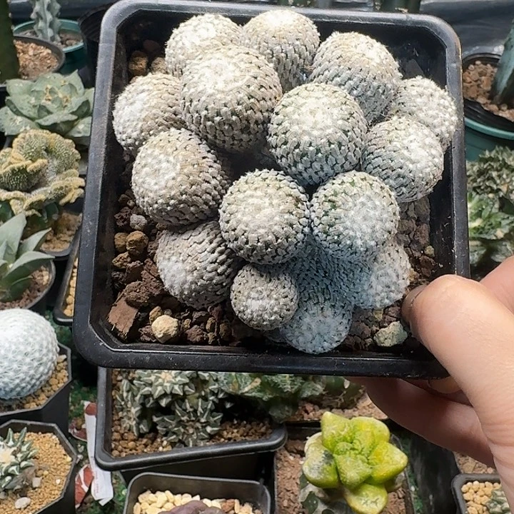 9号自根精巧殿10.3公分