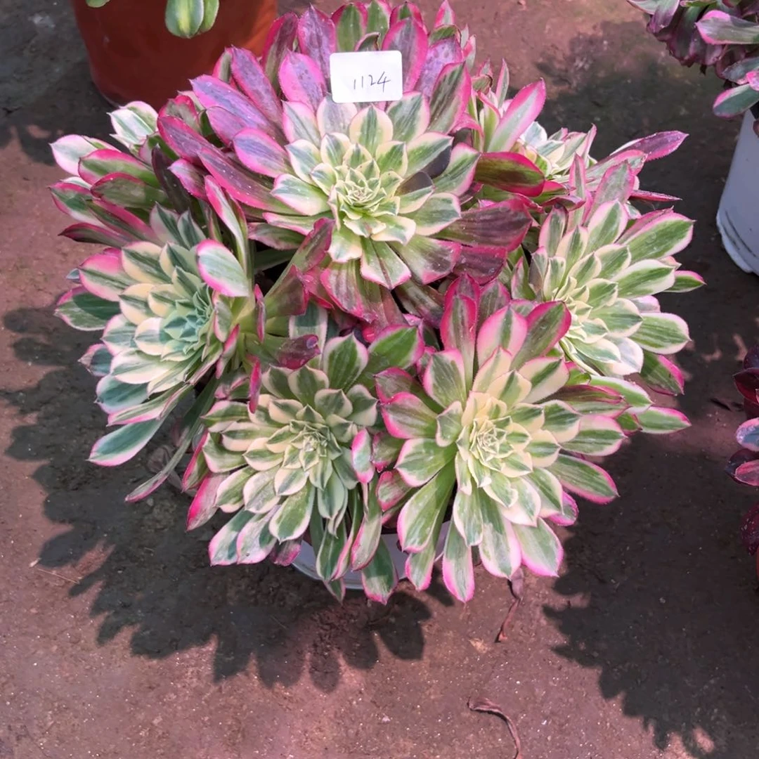 多肉植物天合1124