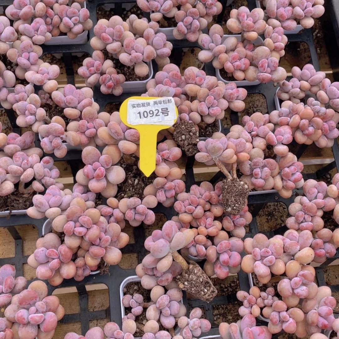 1092号 开播福利丸叶水光针粉桃蛋老桩组合6头起