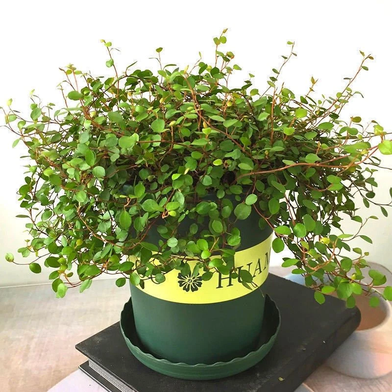 千叶吊兰 蛋糕烘焙专用 徐州基地直发