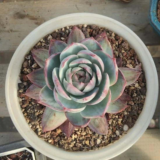 壹边多肉园艺  惊鸿仙子卷叶