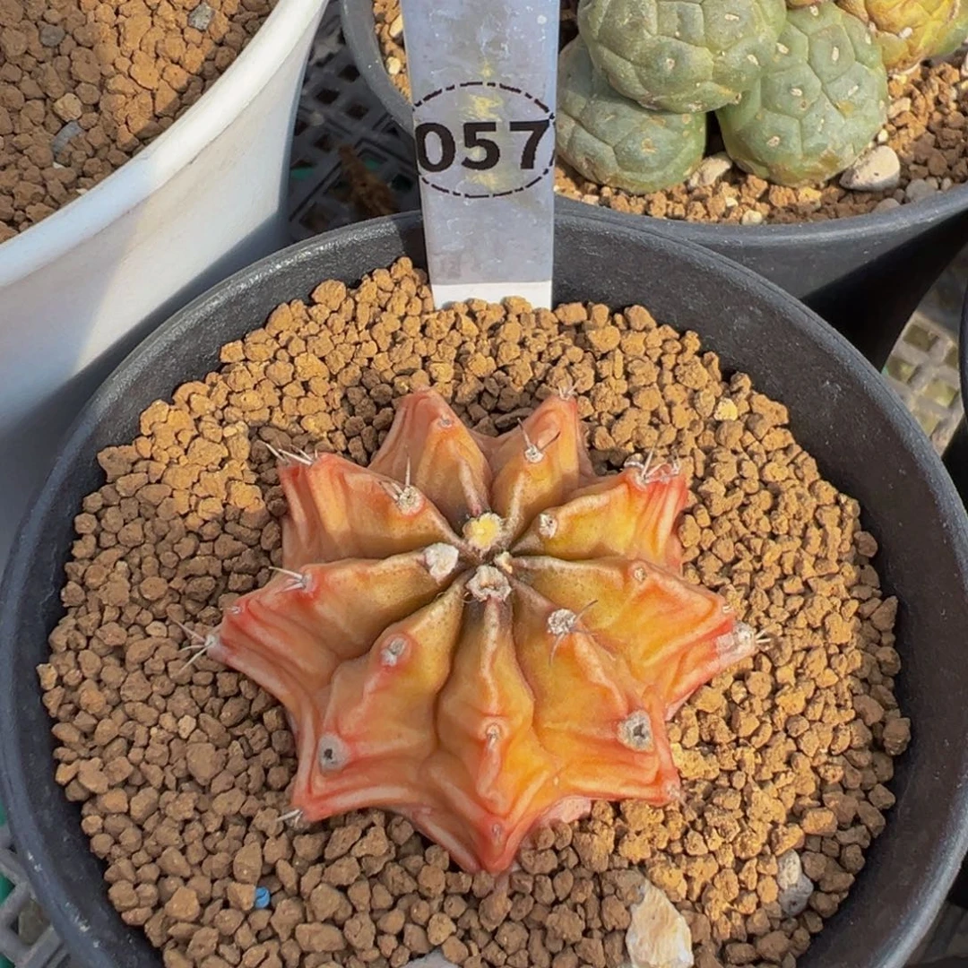 057两个黑洞多肉植物带盆土