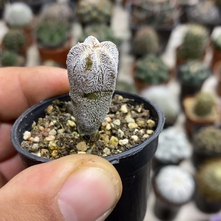 实生恩塚特价福利