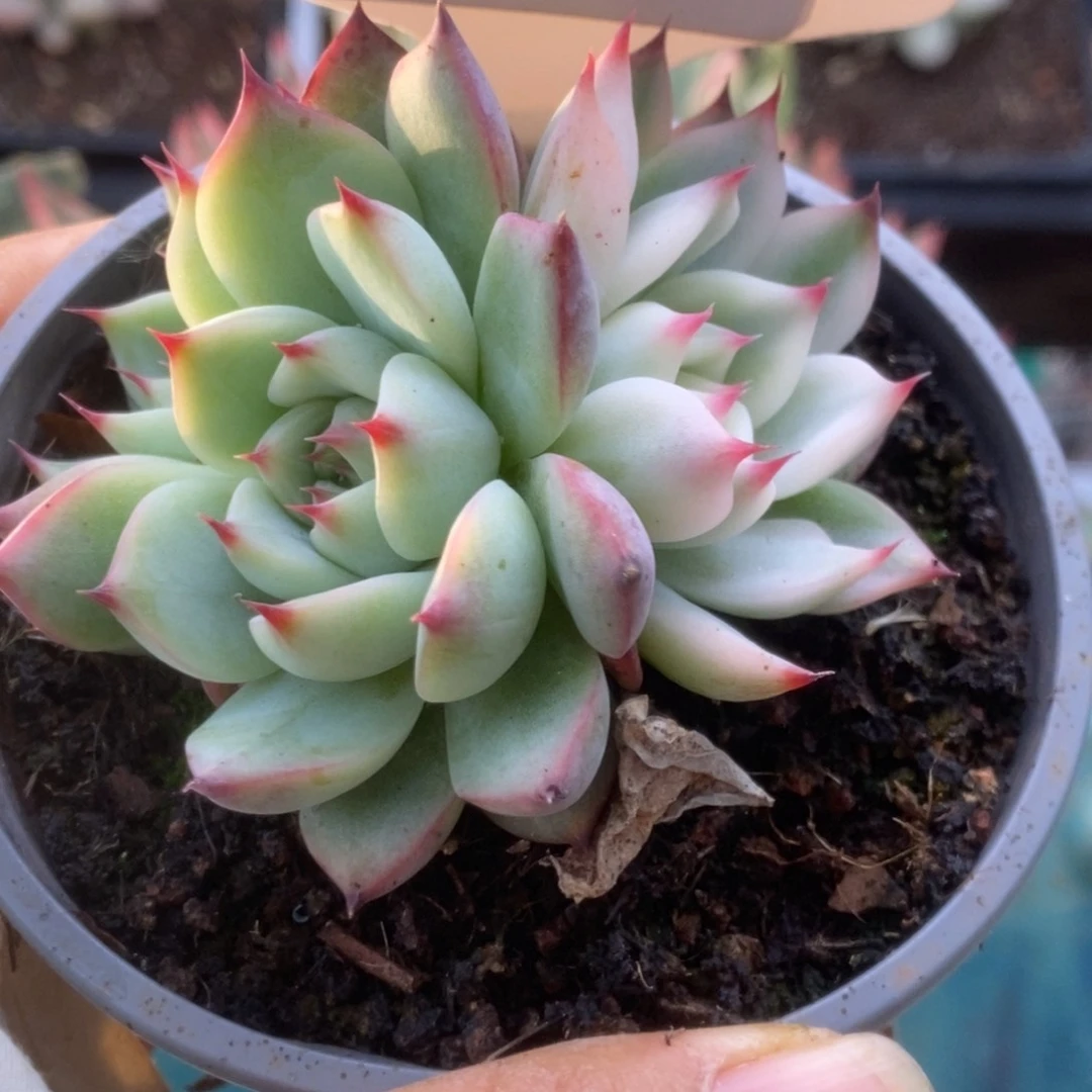 623锦锦锦锦锦锦锦锦