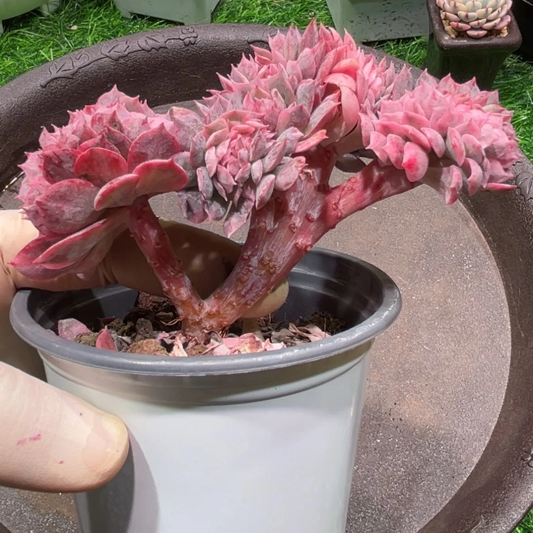 火焰杯锦，一物一怕。