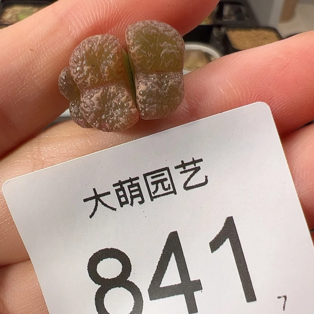 0000841一物一拍: