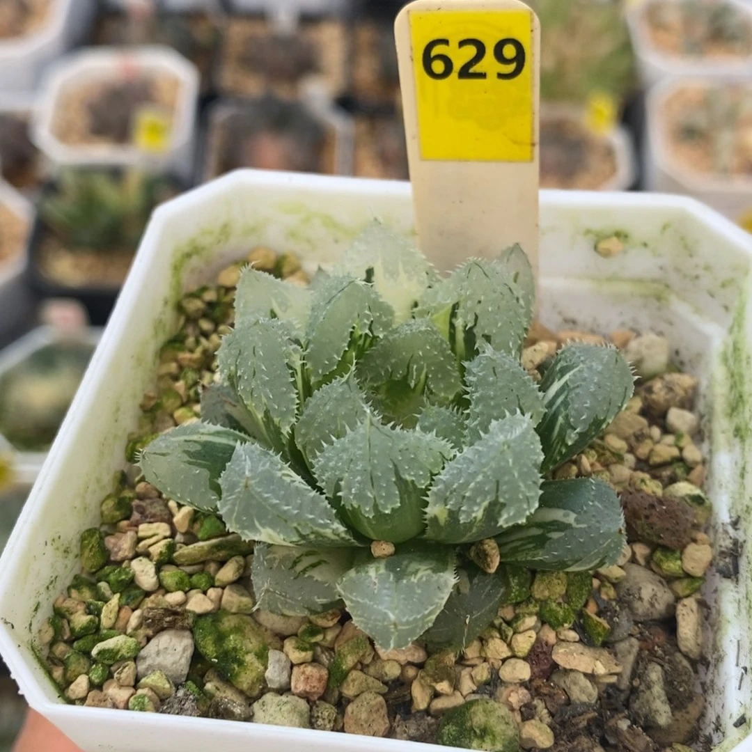 629玄冰十二卷多肉