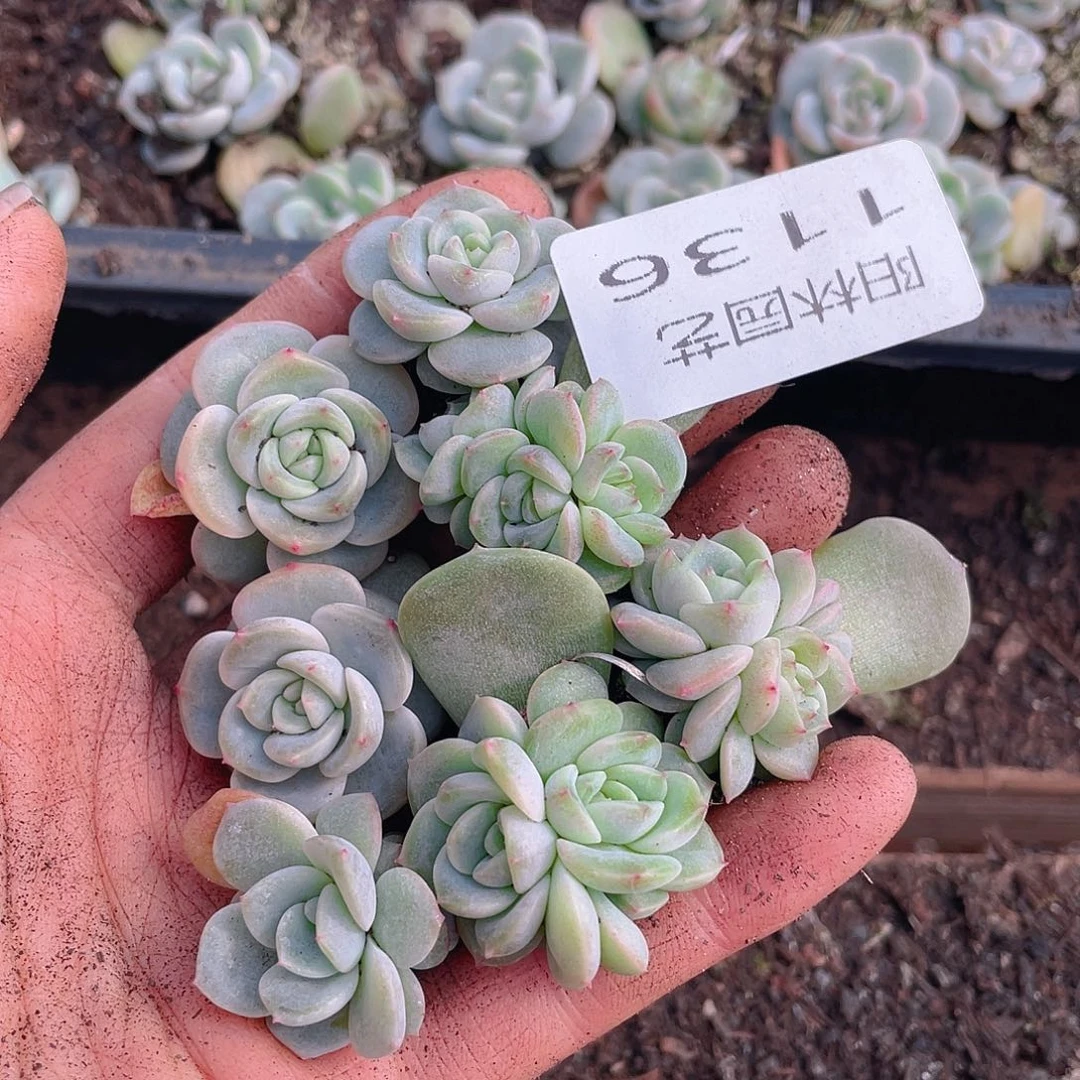 多肉植物多肉植物1136