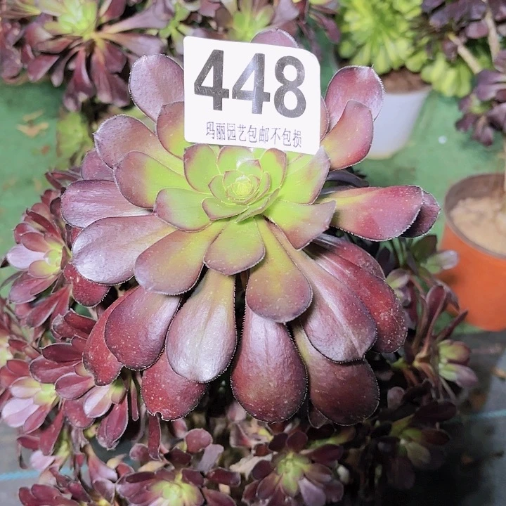 【闪购商品】贞**上446圆叶2-9