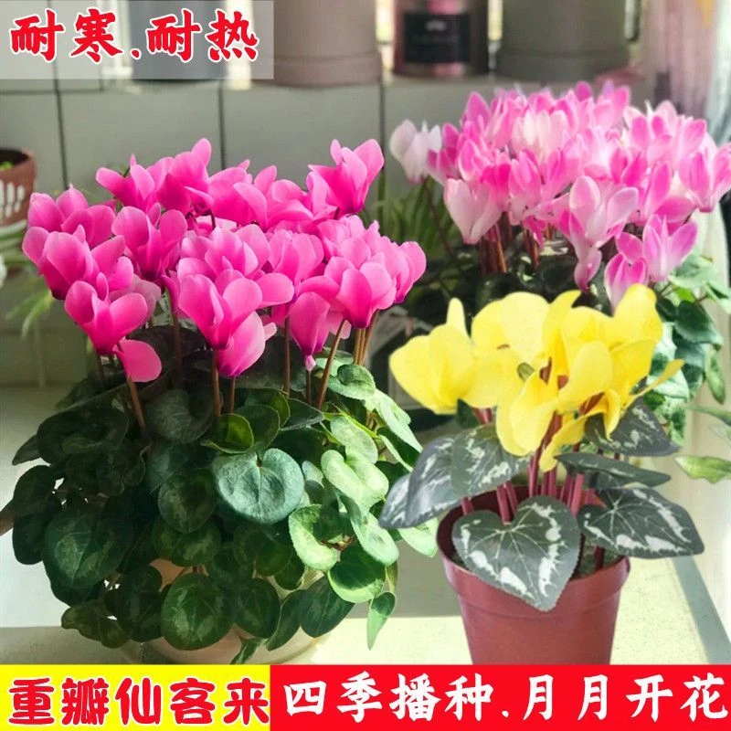 重瓣仙客来种子 室内外花卉盆栽兔耳兔子花种籽阳台庭院开会不断