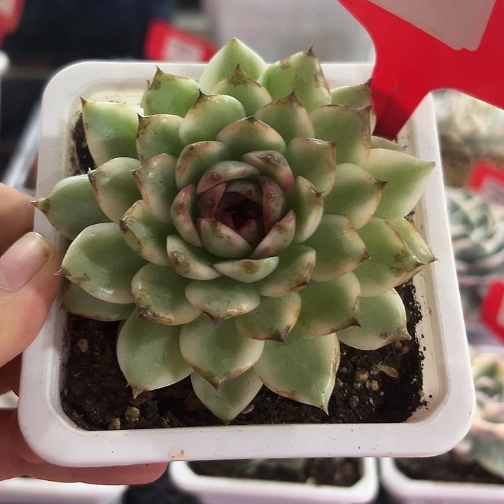 94号黑水晶锦多肉植物