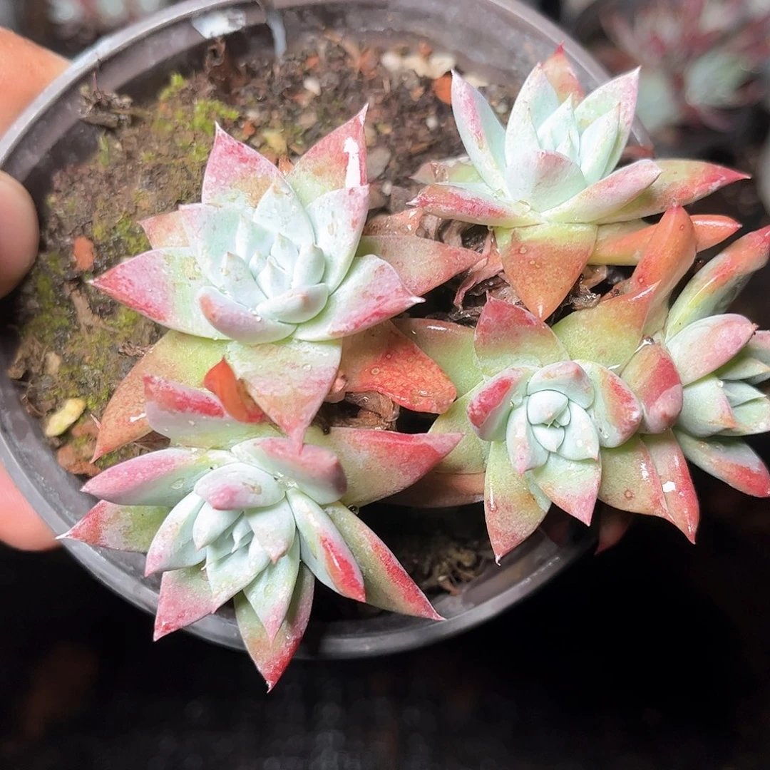 6078刘丹白菊仙女杯多肉