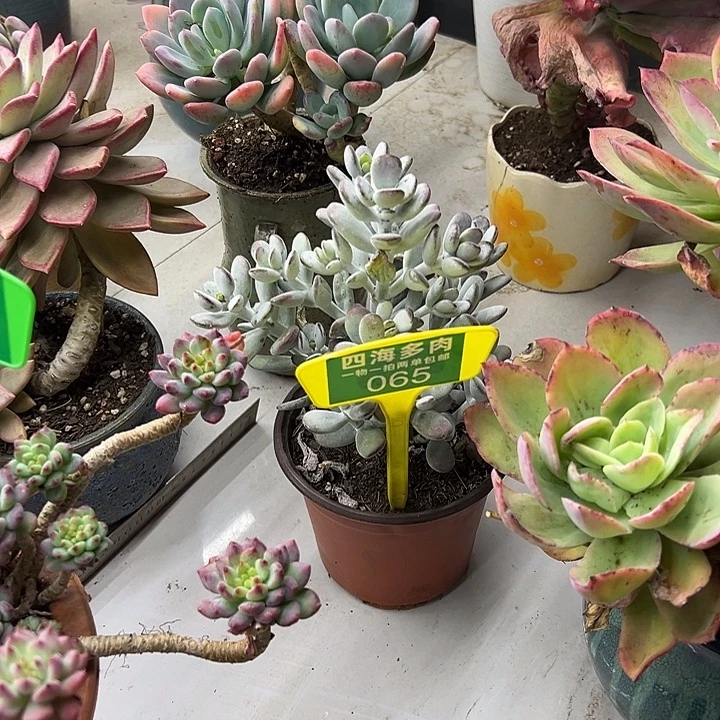 佛***生福娘多肉植物和065