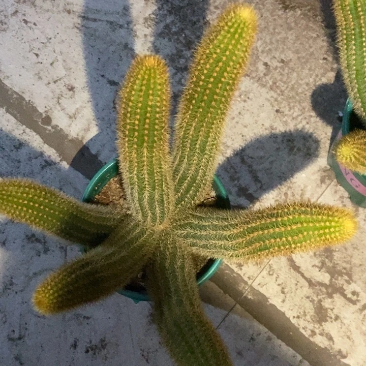 吴****水仙人球双色金妞一物一拍