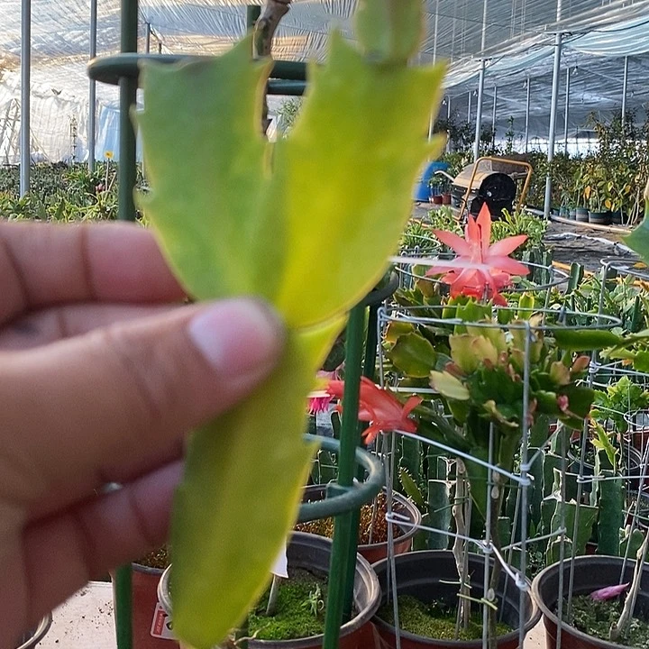 6片品种大花叶片品种不挑