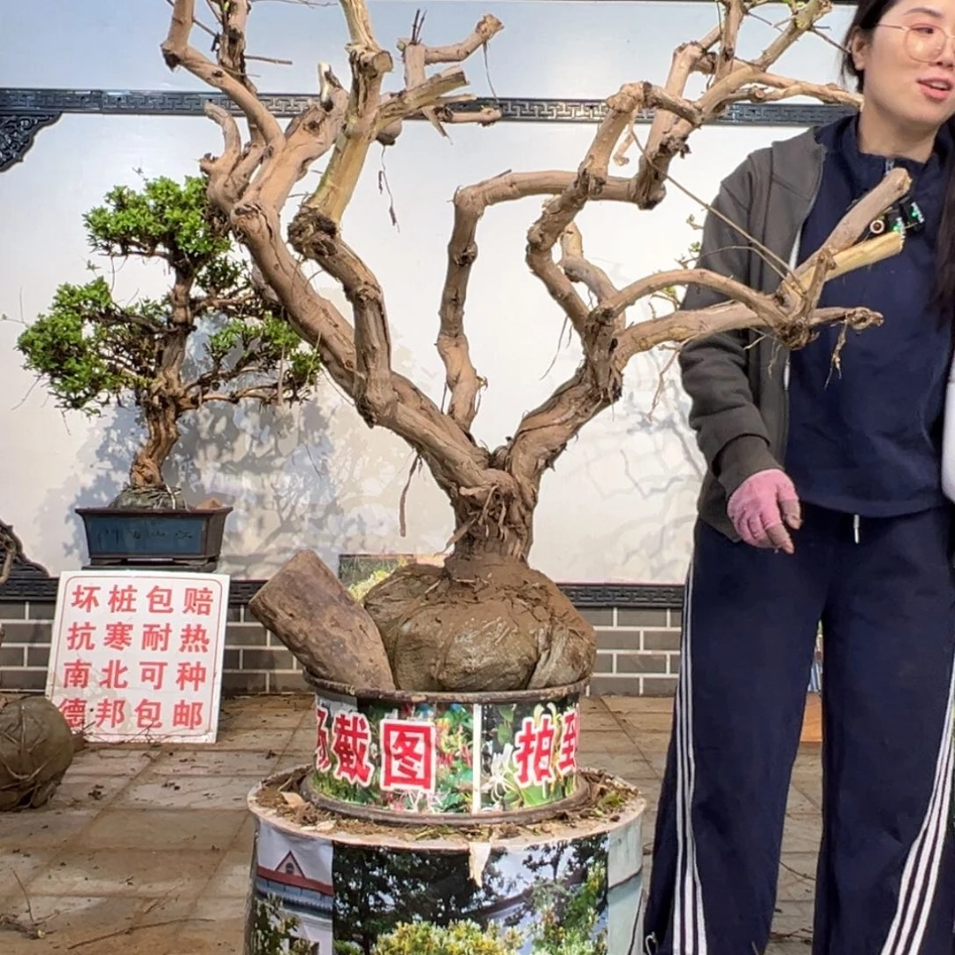 无花朵金银花55885