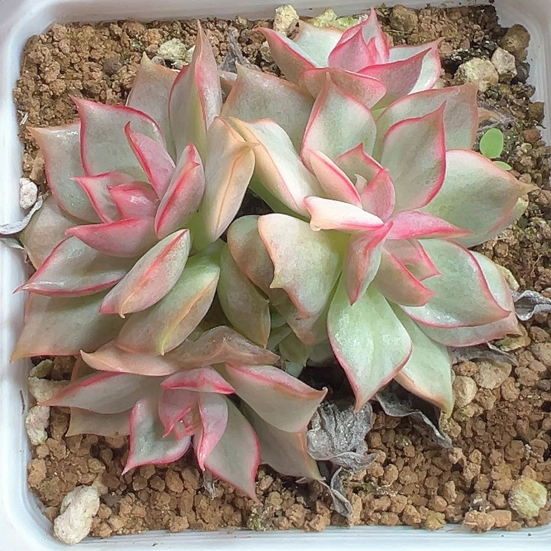 宝莲灯锦 小方花圃一单包邮非偏远