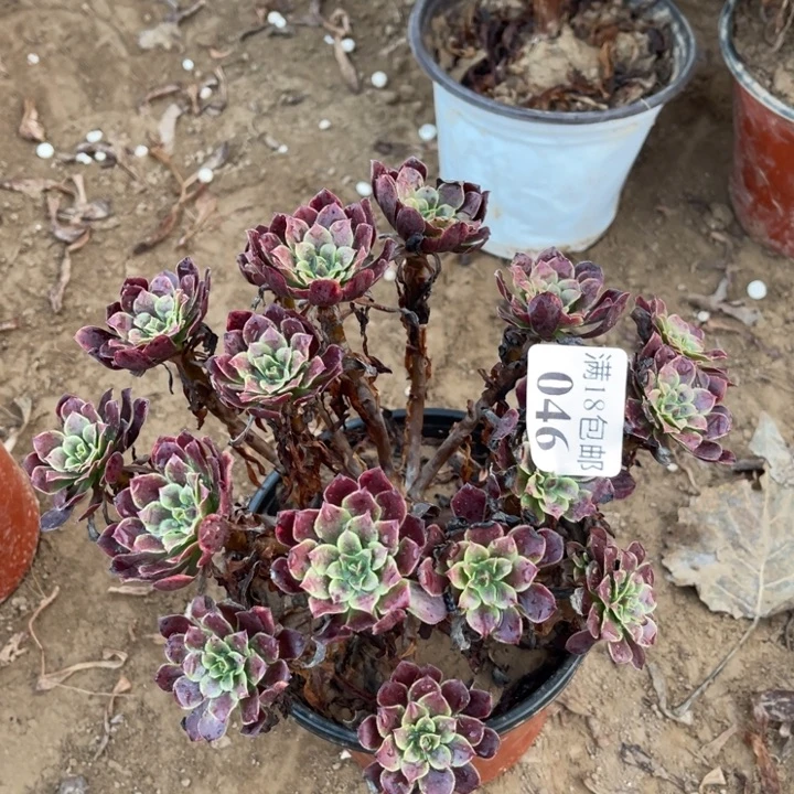 046铜玫瑰锦绣球1