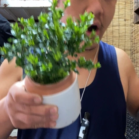 红陶拾**漫一物一拍所见即所得124