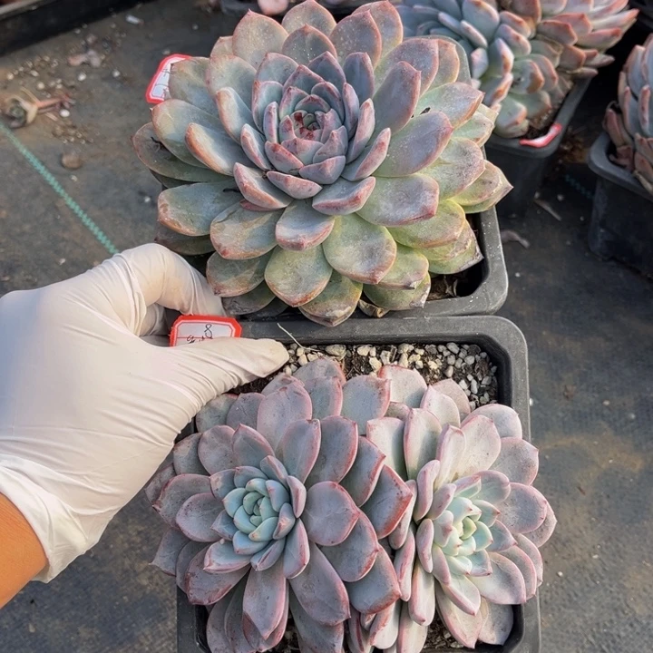 村***芳冰糖一颗维特一颗双头