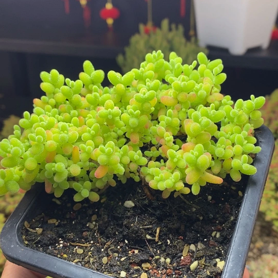 729号蜜橘糖球枝干多肉