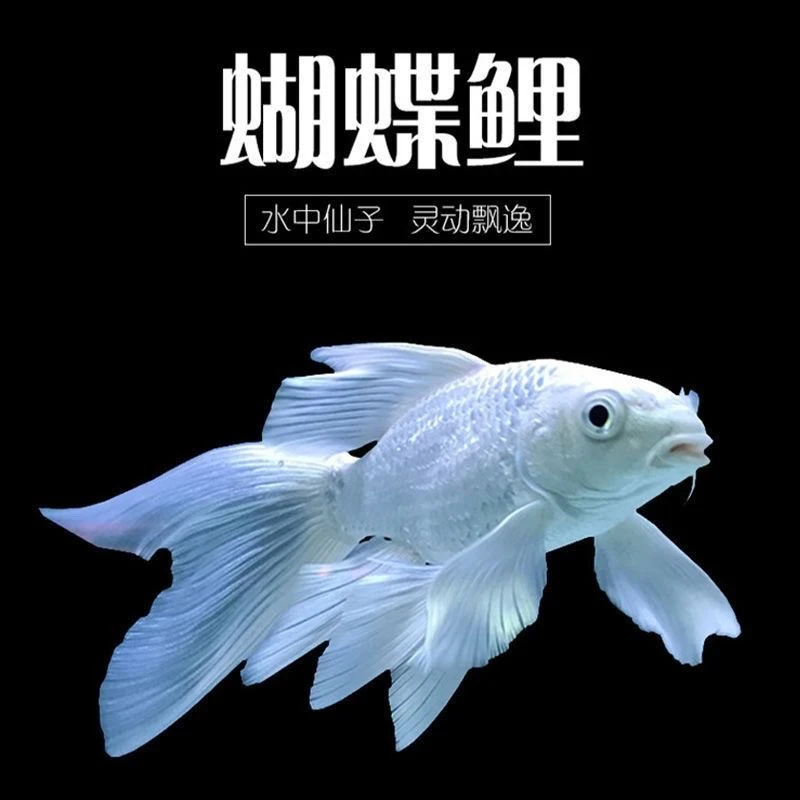 白球贵妃狮头蝴蝶鲤观赏鱼大鳍大尾冷水鱼