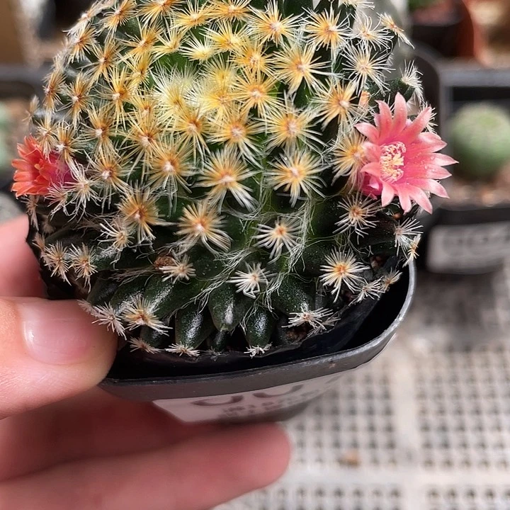 007仙人球开花植物