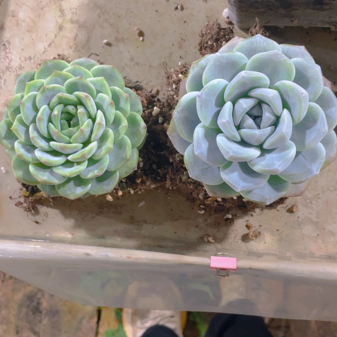 逗***的多肉植物专拍两颗