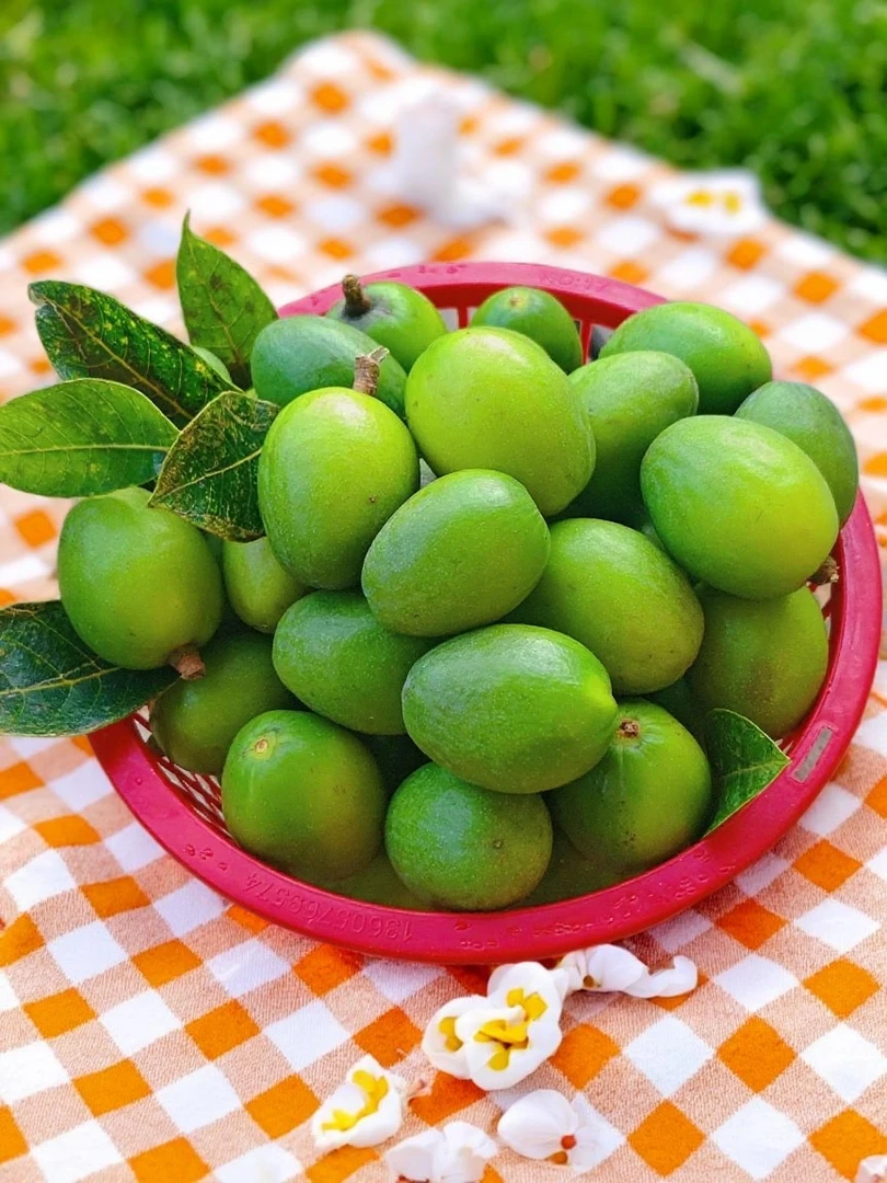 闽侯青橄榄惠圆橄榄橄榄母  煲汤榨汁 加工 农户直发