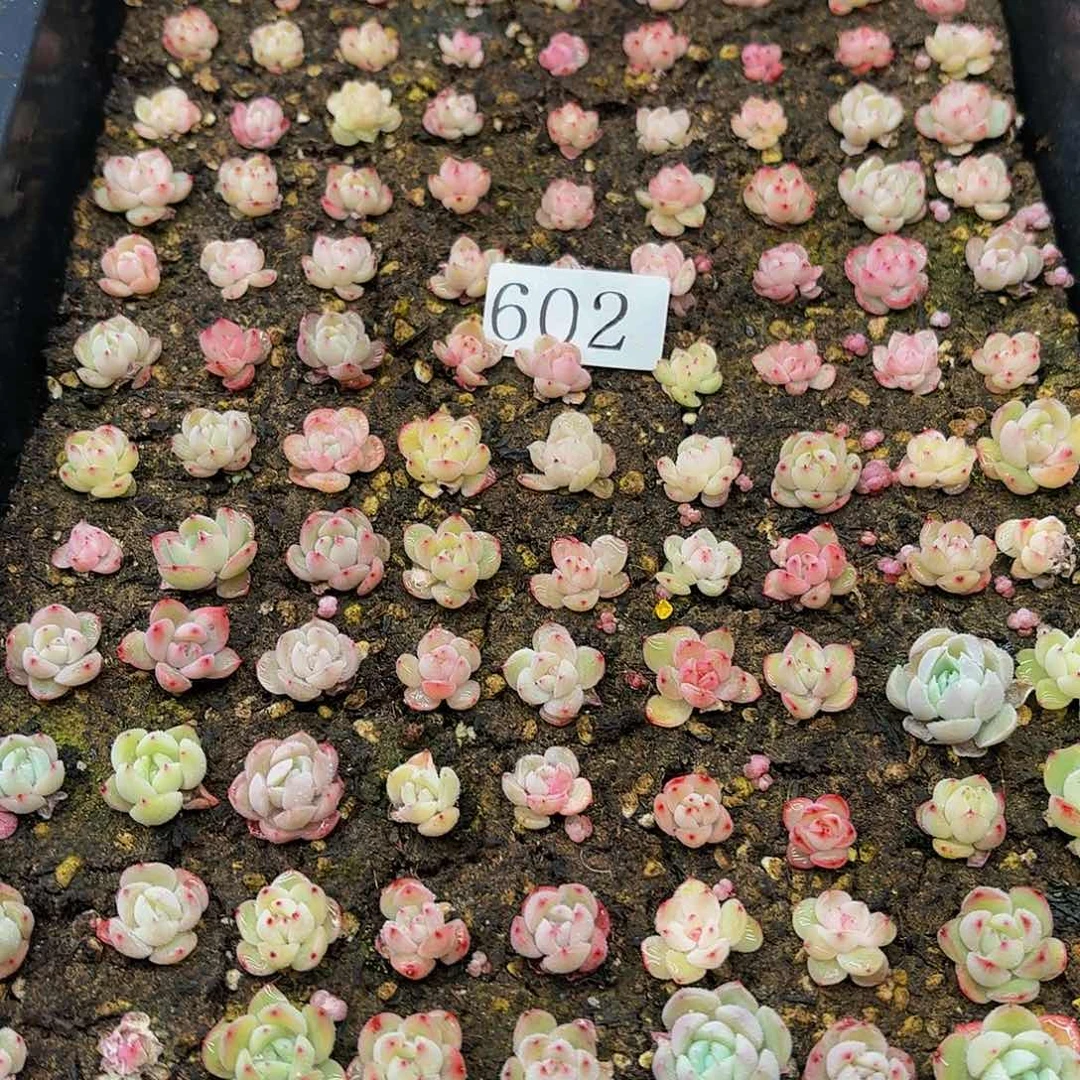 多肉植物多肉植物602