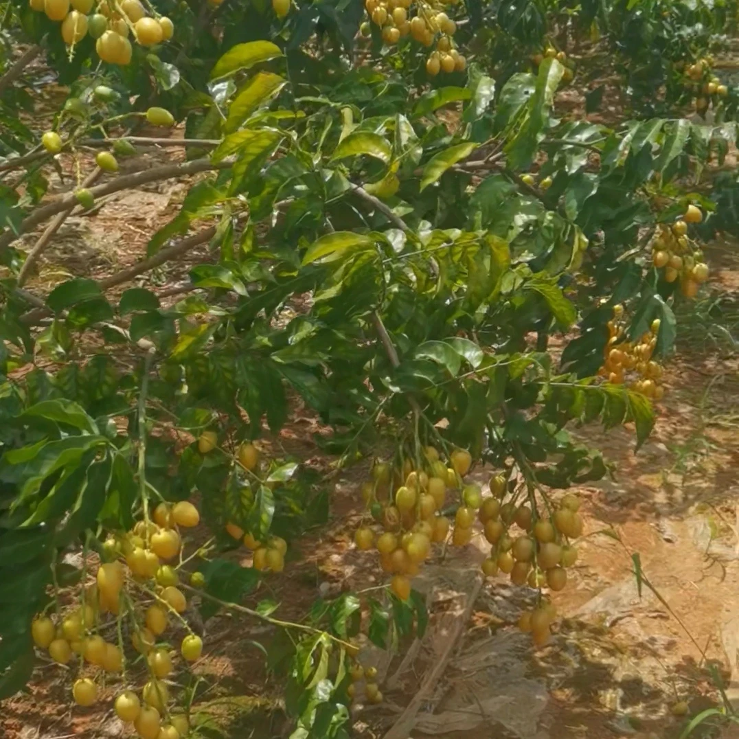 寄顺丰广西黄皮果（黑金刚或贵妃）新鲜采摘发货