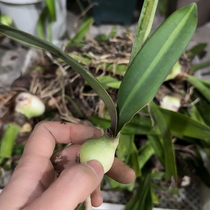 白肋盲盒3.5cm，裸球发货