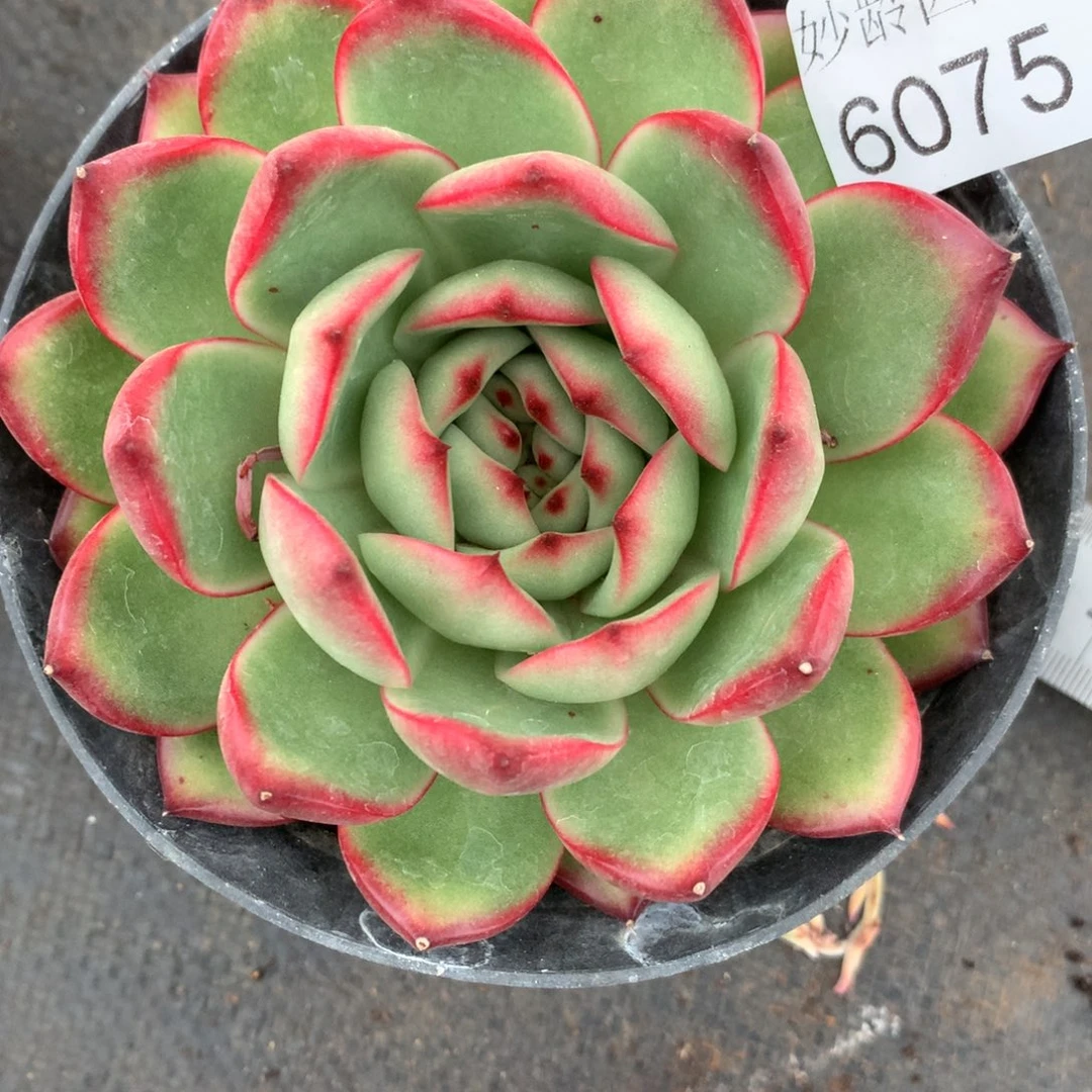 (****)6075杂交精品基地11厘米