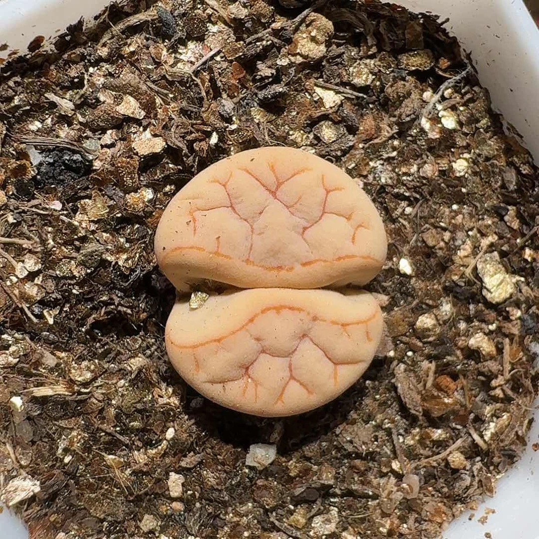 用****5生石花等11111111。   139