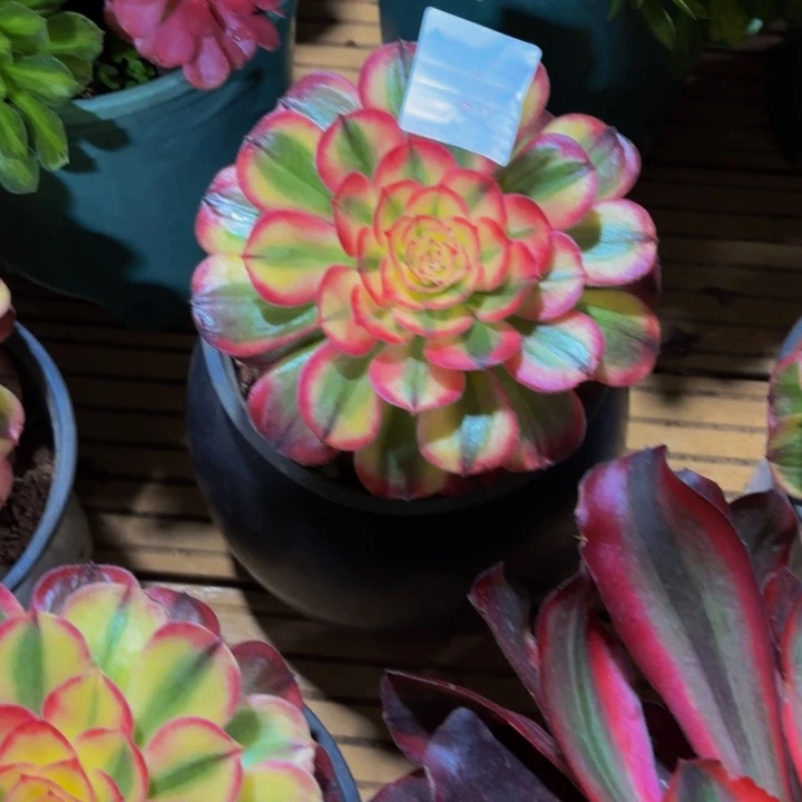 云南海神好看66号