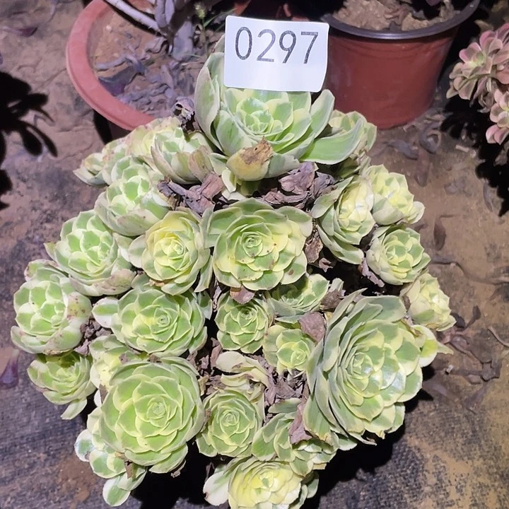 多肉植物法师297迈巴赫