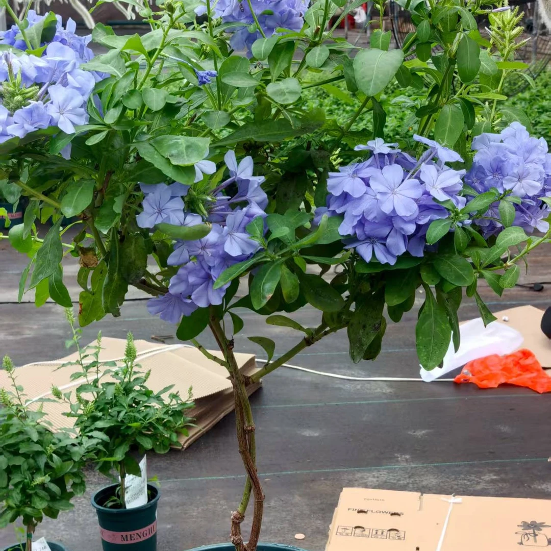 蓝雪花盆栽2年老桩花苗耐热耐晒好养易爆花适合阳台庭院种植