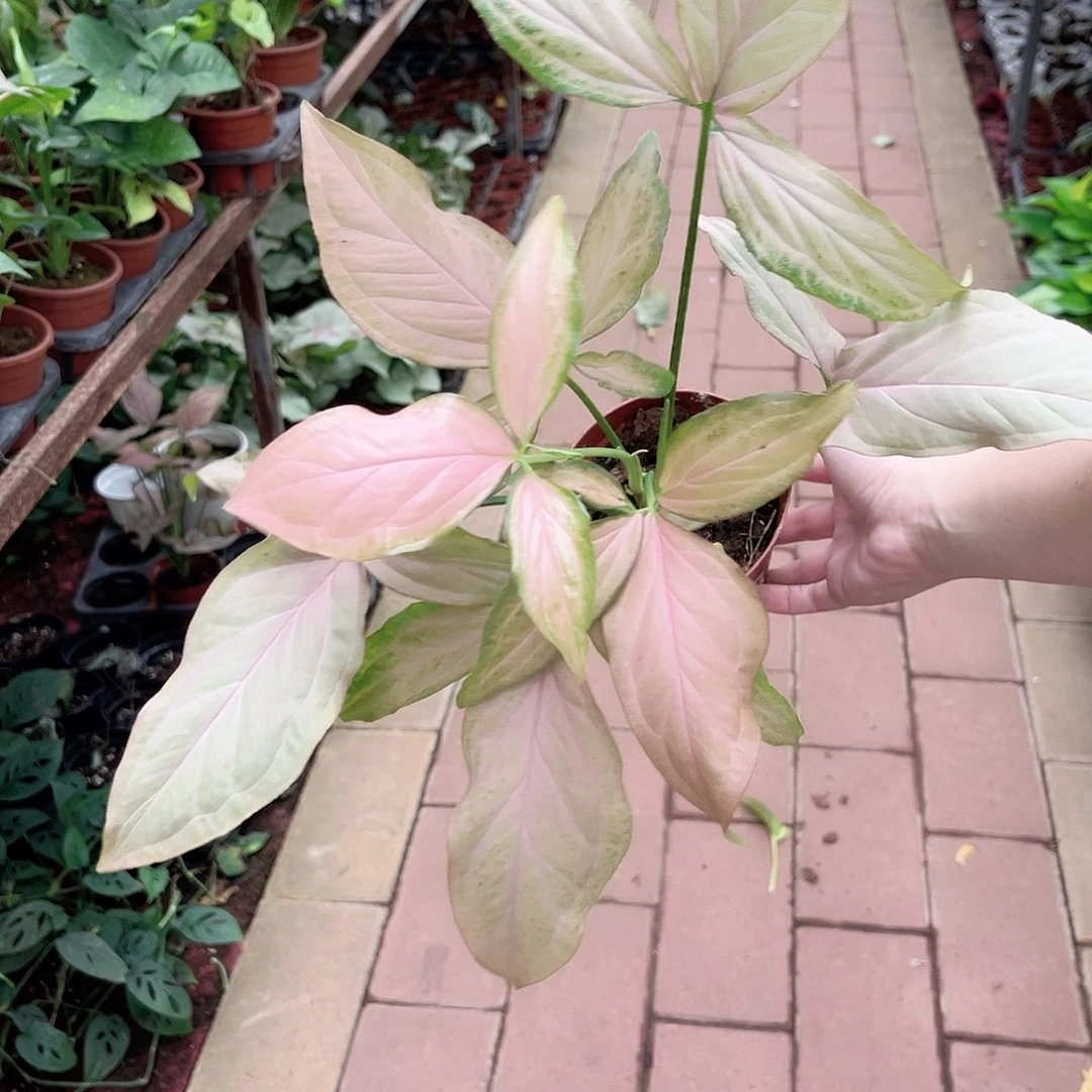 完全开放261粉箭合果芋