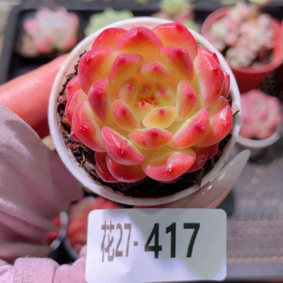 花利美27-417灵翠