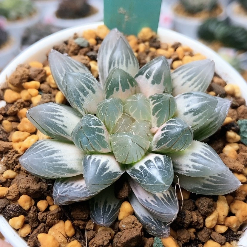 【闪购商品】沙*龙爪糊212