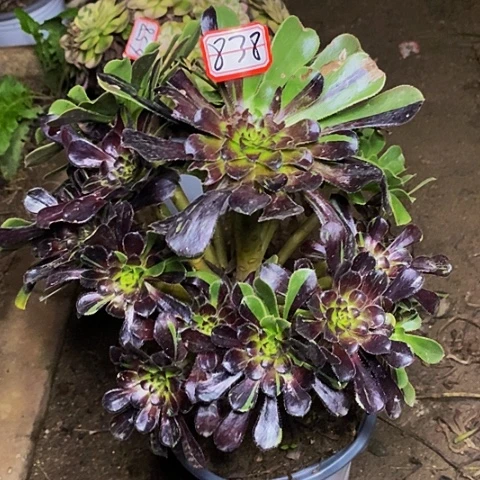 水墨丹青老桩捧花838号