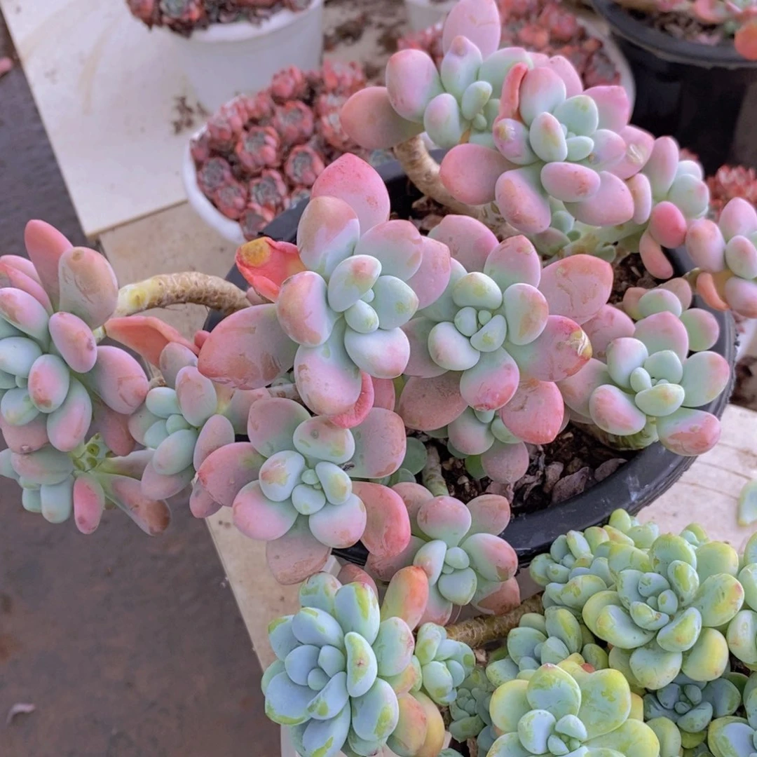 樱花洛神多头群生老桩