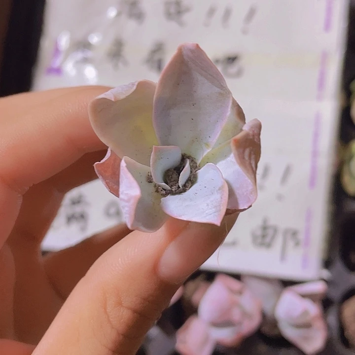 1号精品广寒宫2米3颗