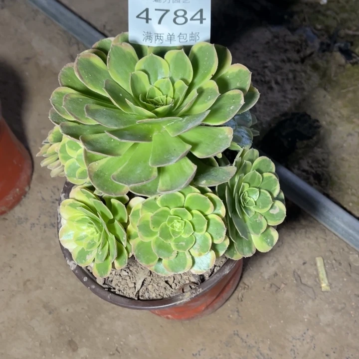 4784奶白的人多肉的