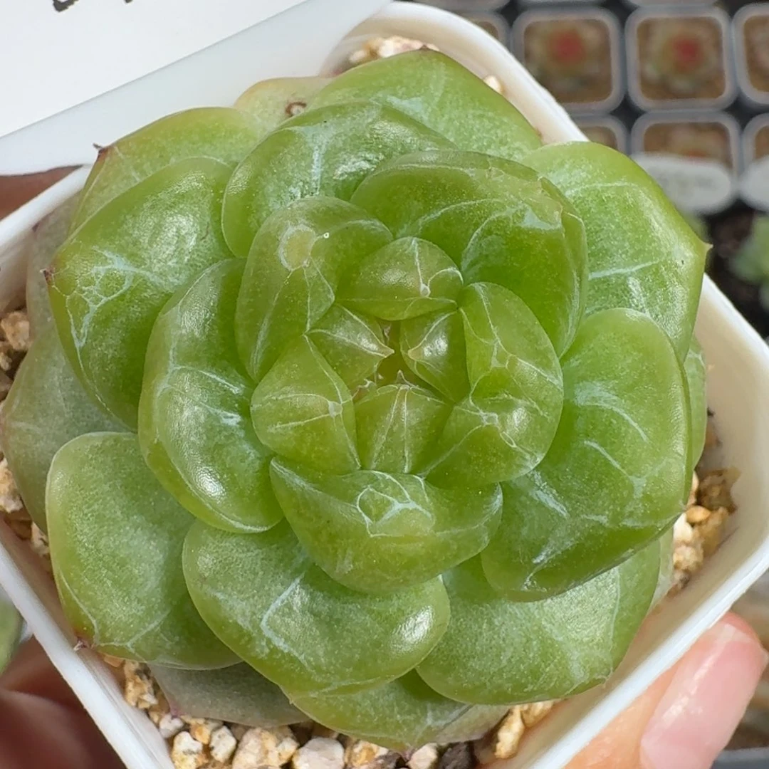 0923-032-寒秋珍妮