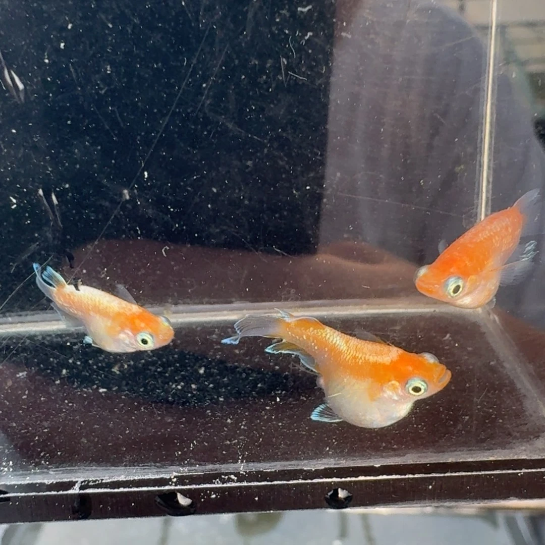 青鳉林血红赤壁球559