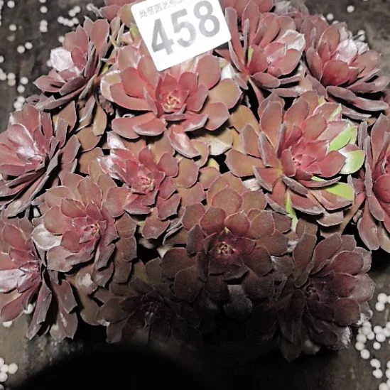 458男爵法师2-13花