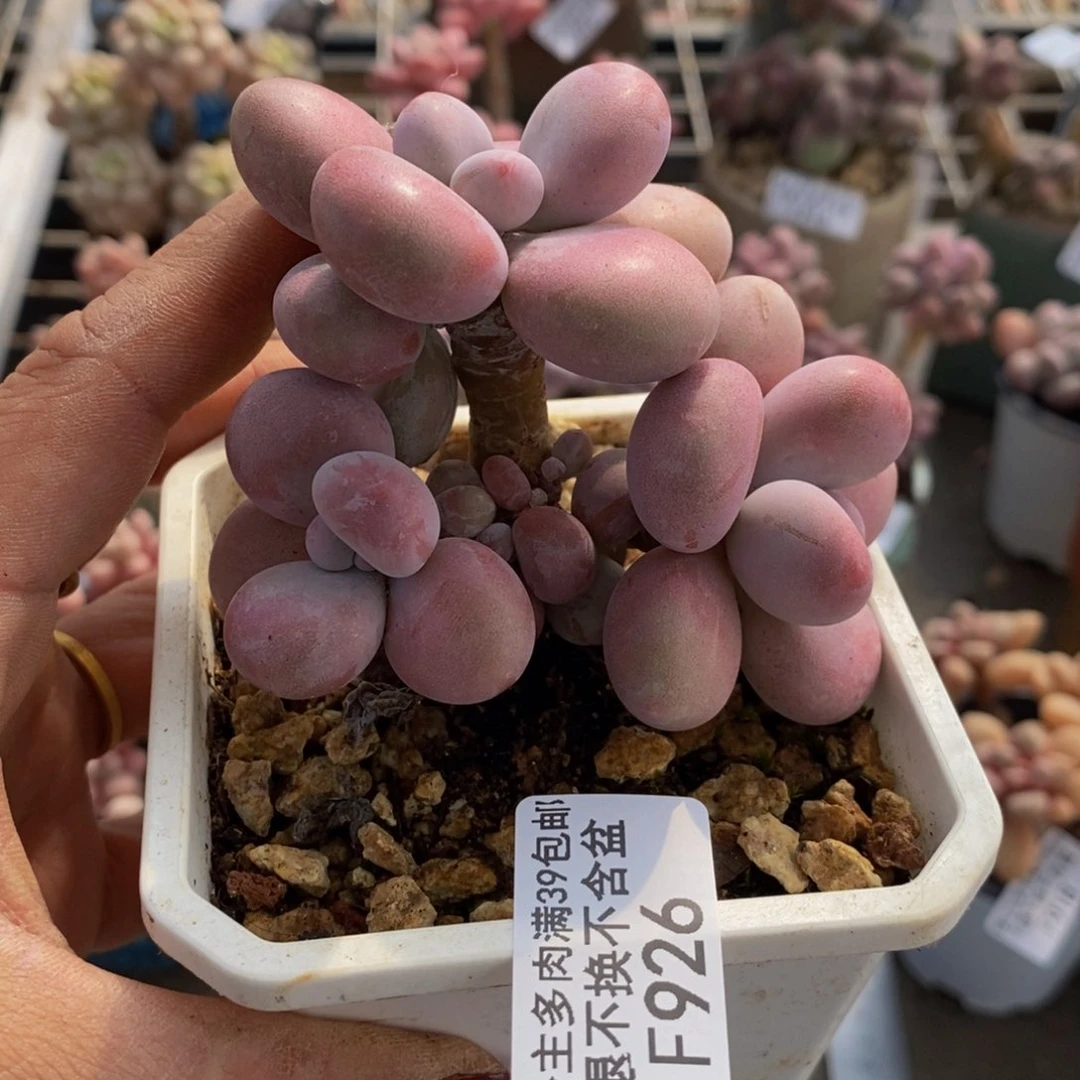 腰子桃蛋926/8c m