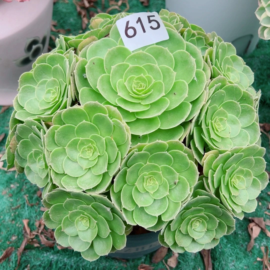 615圣罗兰法师多肉植物