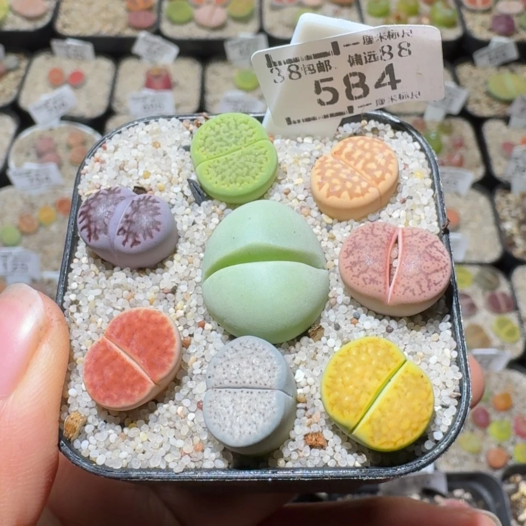 Sss精品清货价584